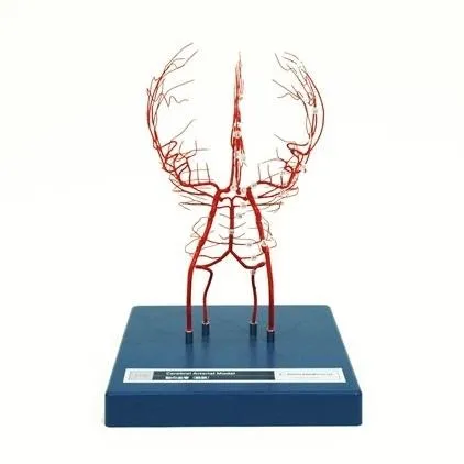 Kyoto Kagaku Arteries of the Brain Model